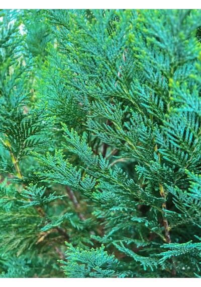 Videolu Mavi 1 Adet Servi Çamı Fidanı 30-70cm Saksılı\tüplü Cedar Pine Tree Sapling