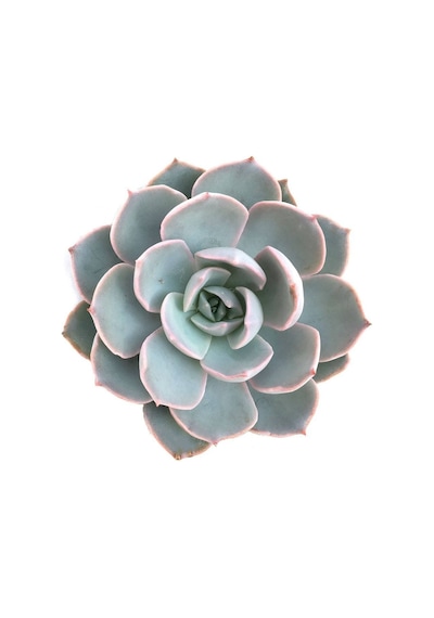 Echeveria Morning Beauty - Sabah Güzeli Sukulent 50 Adet