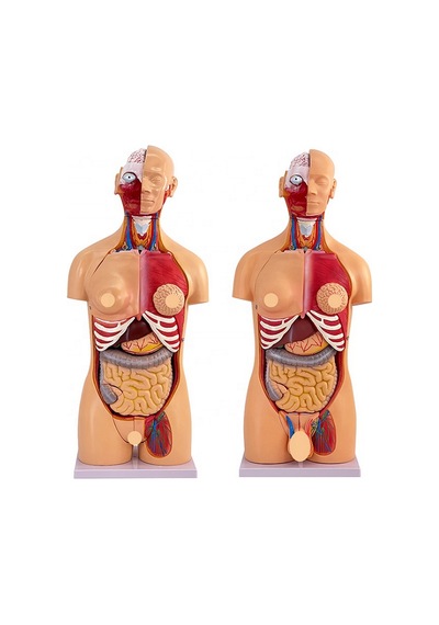 İnsan Vücudu Modeli Torso 85cm 23 Parça Unisex Kadın Erkek Tam Boy Gerçekçi Renkler Kaideli