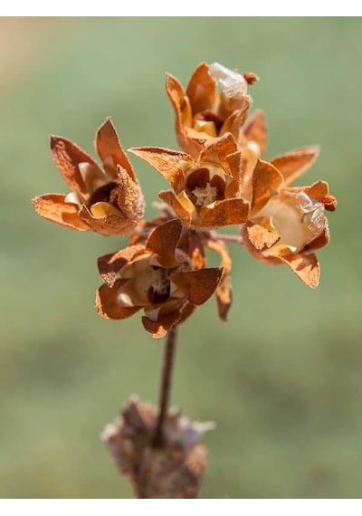 Androsace Maxima