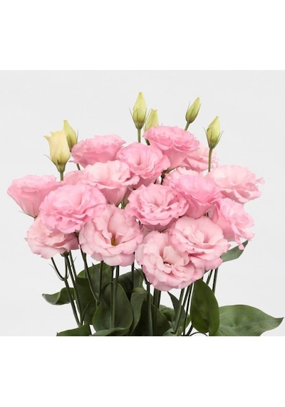 Megcito Lisianthus Çiçeği Tohumu Katmerli, Bodur Pembe Renkli -