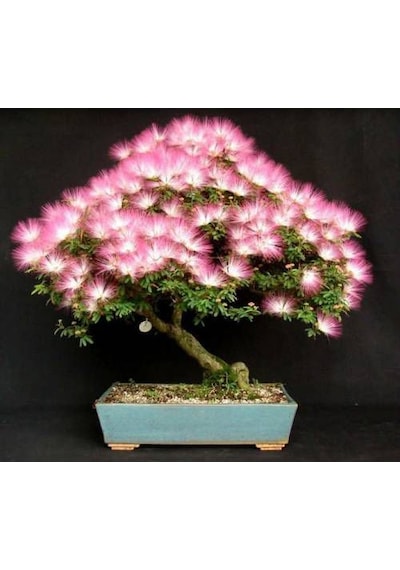 Bonsai Gülibrişim Ağacı Tohumu 5 Tohum + Set Toprak + Saksı+