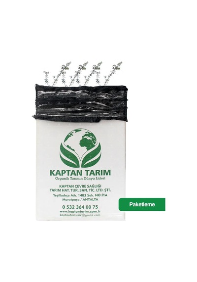 Storeşahin 2 Yaş Aşılı Gemlik Zeytin Fidanı 5 Adet Shn0720