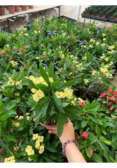 Sarı Renk Dikenler Tacı Çiçeği 1 Adet Saksılı 15-30cm Yellow Euphorbia Milii