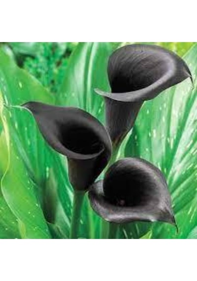 20 Adet Tohum Siyah Calla Lily Çiçek Tohumu Afrika Çöl Çiçeği Calla Lily Tohumlu