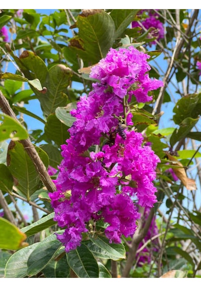 Videolu Pembe Oya Ağacı Fidanı 1 Adet Saksılı Dış Mekan Bitkisi Lagerstroemia Indica
