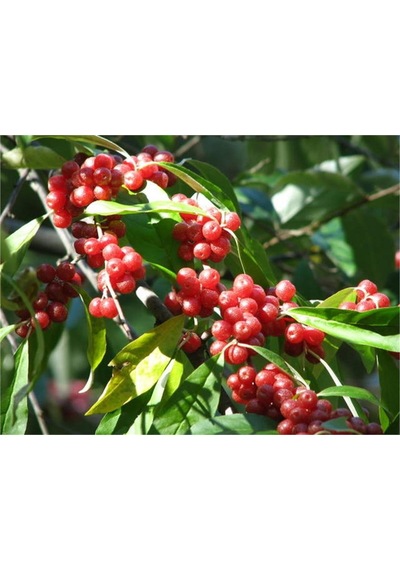 Güz Zeytini Eleagnus Umbellata Fidanı 150 -180 Cm Boyunda Meyve