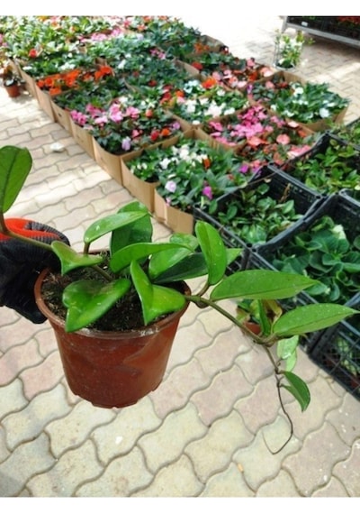 Saksılı Mum Çiçeği Fidanı Hoya Carnosa Tri Colour 3 Renkli