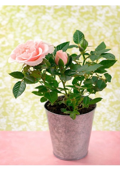 Kokulu Pembe Gül Yediveren 1 Adet Saksılı 50-70cm Aşılı Gül Pink Rose