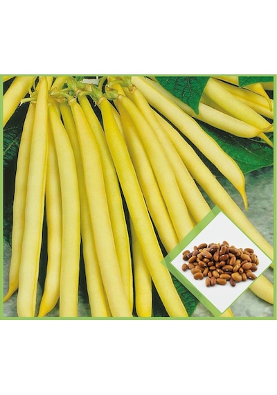 Arzuman Turşuluk Hanımeli Fasulye Tohumu 50 G