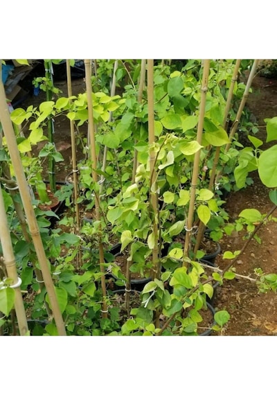 1 Adet Pembe Renk Begonvil Çiçeği Fidanı 60-90cm Çiçekli Bodur Bitkiler Bahçe Balkon Teras Pink Begonia