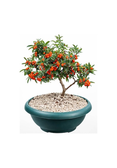 Bonsai Pyracantha Coccinea / Ateş Dikeni 5-6 Yaşında