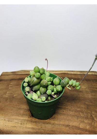 Senecio Rowleyanus Variegata Sarı Yeşil Renkli Tesbih Çiçeği