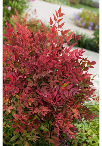 "nandina Fidanı - Cennet Bambusu, 2 Yıllık, Dayanıklı Ve Gösteriş