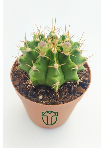 Gymnocalycium Mihanovichii - Çene Kaktüsü - 5.5 Cm Saksıda