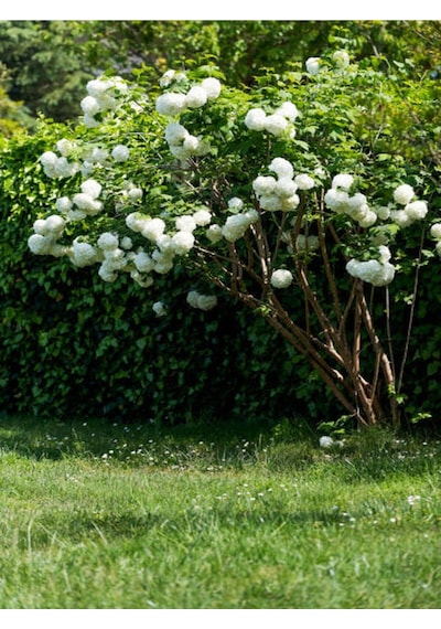 Beyaz Kartopu Bitkisi Yğun Çiçekli 50 60 Cm 1 Adet Saksılı /tüplü Viburnum Opulus