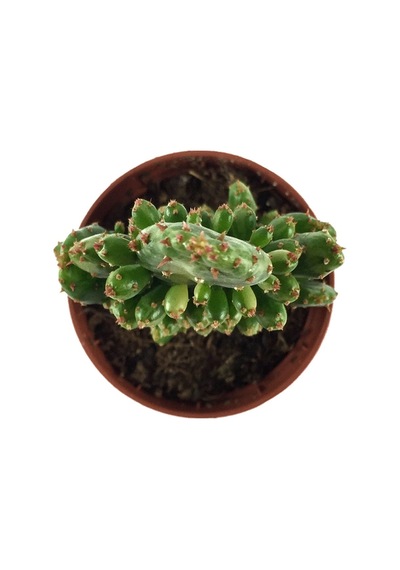 Opuntia Monacantha 'Variegata' (Kaktüs) Ø5,5 CM Y0-10 CM