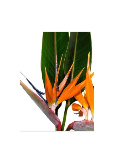 Orta Boy Starliçe Üretim Saksılı Strelitzia 50-70cm Salon Çiçeği