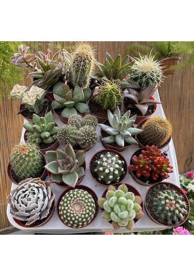 Kaktüs&sukulent Karışık Tohum 20 Adet + Saksı + Torf - Set