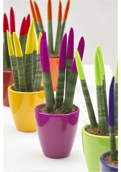 Dekoratif Renkli Paşa Kılıcı Sansevieria Cylindrical