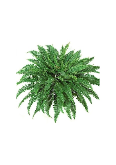 Aşk Merdiveni Fujer Nephrolepis Exaltata Eğrelti Otu 15 Cm Saksı 30 Cm Uzunluk