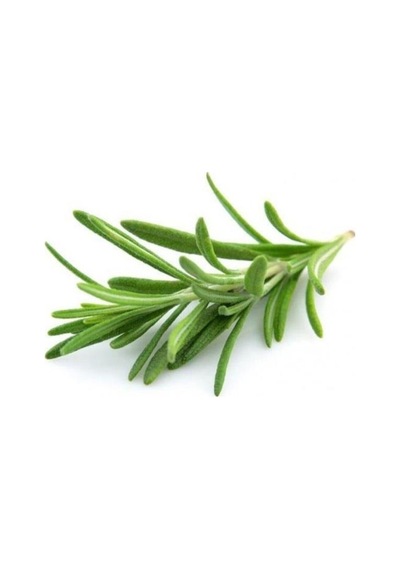 Rosemary Biberiye Fidanı 1 Adet 10-20 Cm