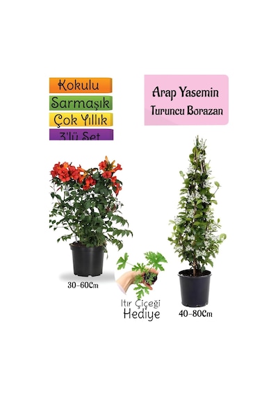 Kokulu Arap Yasemini+turuncu Acem Borusu Çiçeği+ıtır Çiçeği 3'lü Bahçe Seti