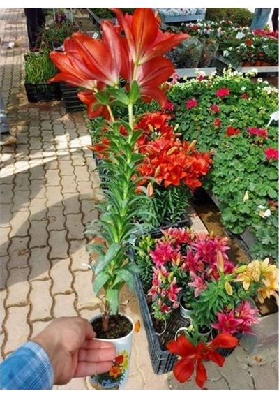 Videolu Renkli 5 Çeşit 5 Adet Kabristan Çiçek Seti 40-80cm Saksılı Chrysanthemum
