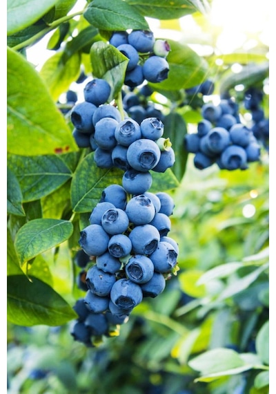 Mavi Yaban Mersini Meyve Fidanı 50-60cm "vaccinium Myrtillus"