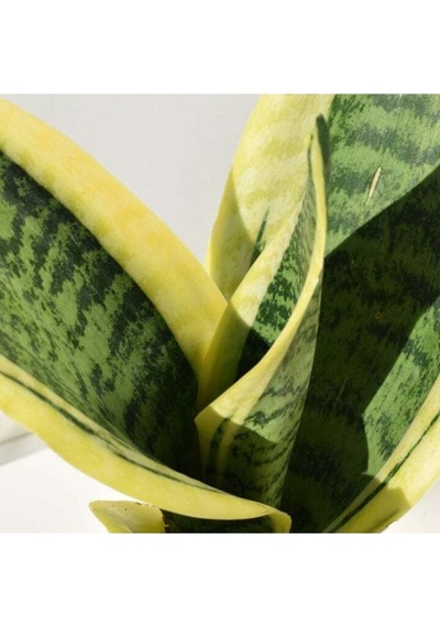 Serada Decor Plant Kılıç Çiçeği 30 40 Cm Paşa Kılıcı Sansevaria Peygamber Kılıcı Çiçeği İç Mekan