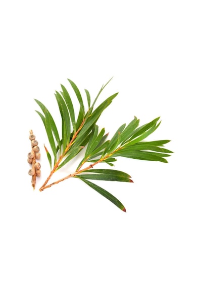 Çay Ağacı Yağı-hint Defnesi Yağı Distilasyon 20 Ml 20 ML