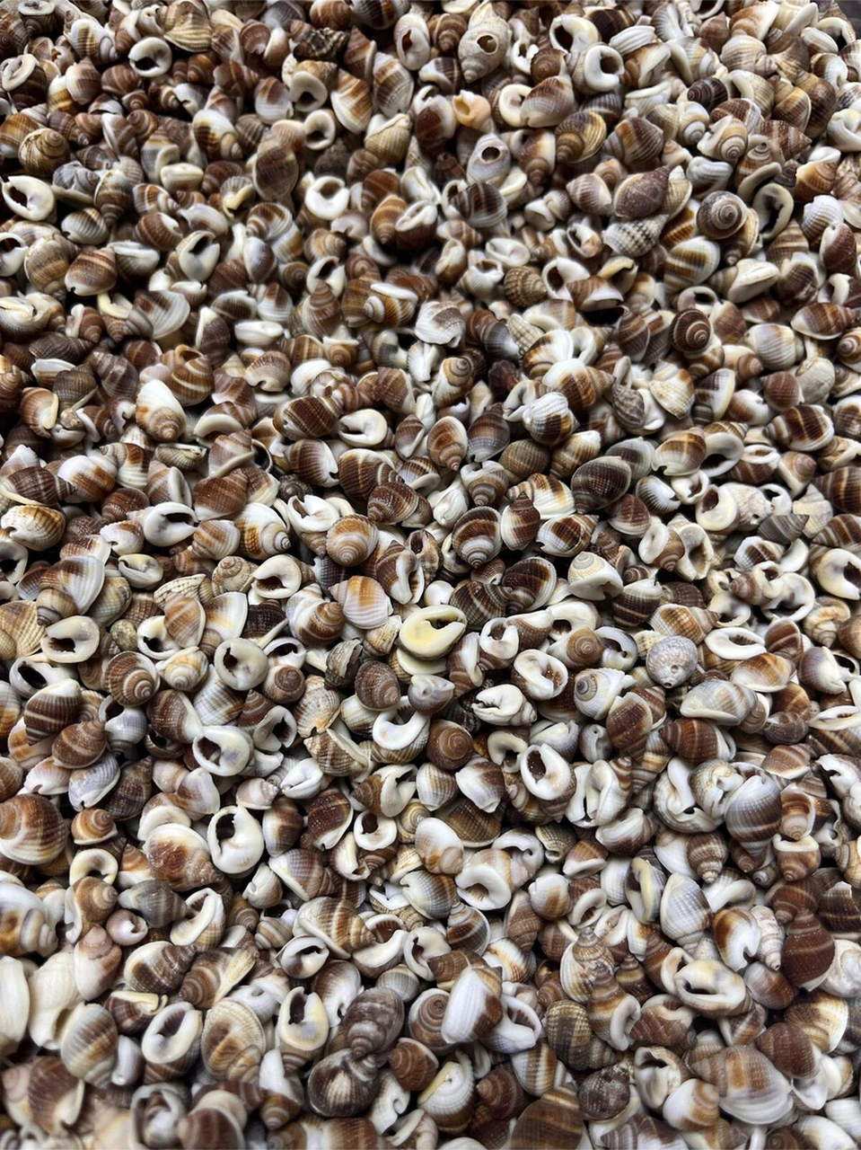Gerçek Deniz Kabuğu - Tropic Myst - 50gr.