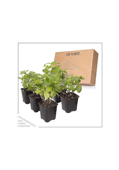 Saksılı Nane Biberiye İkili Set 10-20 Cm