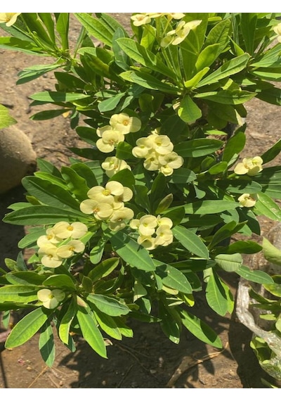 Videolu Sarı Kırmızı 2 Renk 2 Adet Milli Dikenler Tacı Çiçeği 15-30cm Saksılı Euphorbia