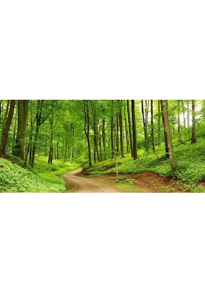 Orman İçerisinde Yol Manzaralı Duvar Kağıdı