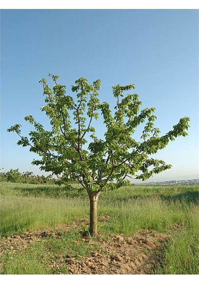 Çınar Ağacı Fidanı Doğu Çınarı 80 90 Cm 4 Adet Tüplü Dış Mekan Platanus Orientalis