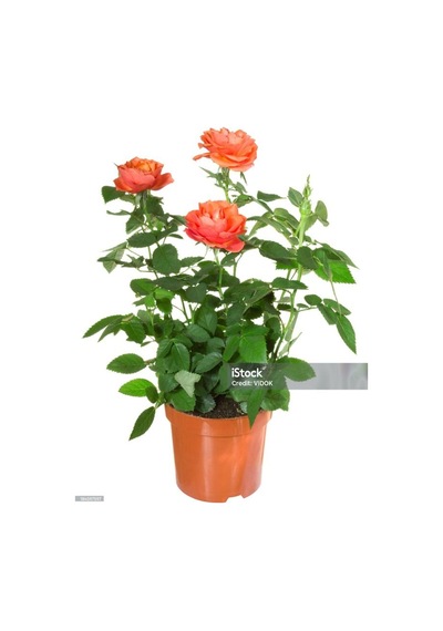 Turuncu Yediveren Kokulu Gül Fidanı 1 Adet Saksılı Bahçe Bitkisi 30-60 Cm Orange Rose