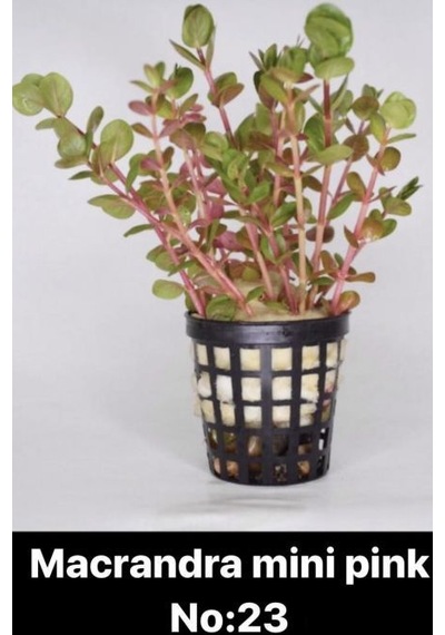 Macrandra Mini Pink No:23