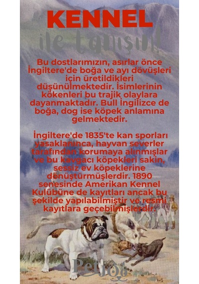 Petjoo 16.Kennel Gri-Kırmızı Qr'lı Köpek Künyesi