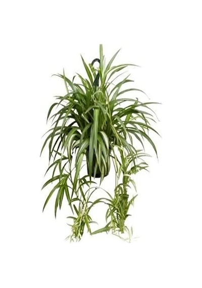 Videolu 1 Adet Kurdela Çiçeği Fidanı 40-60cm Saksılı Ribbon Flower Seedling
