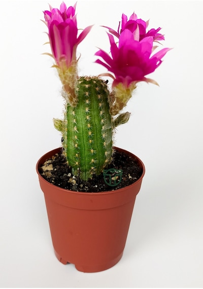 Yılan Kaktüs Fuşya Çiçekli Pilosocereus Silvestrii Hibrit Nadir