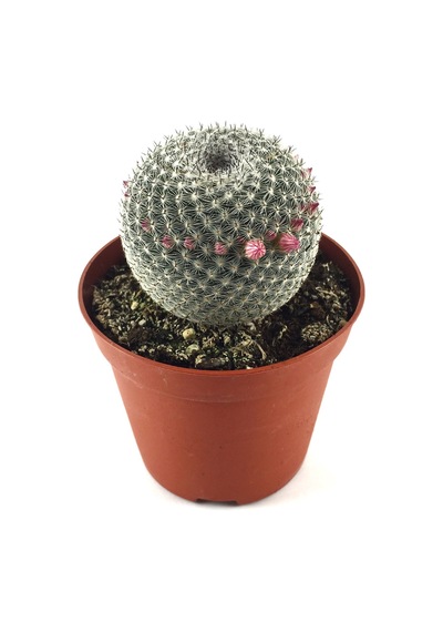 Mammillaria Perbella (Kaktüs) Ø8,5 CM Y10-15 CM