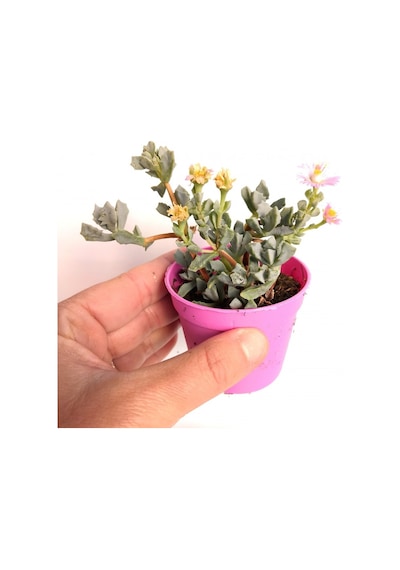 Pembe Buz Çiçeği Oscularia Deltoides 45 Adet Sukulent