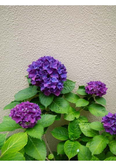 Videolu Mor Ortanca 80 100 Cm 1 Adet Sakksılı Çiçekli Bahçe Bitkisi Hydrangea Macrophylla