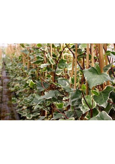 Hedera Orman Sarmaşığı 1 Adet - Alacalı Sarılıcı Bitki