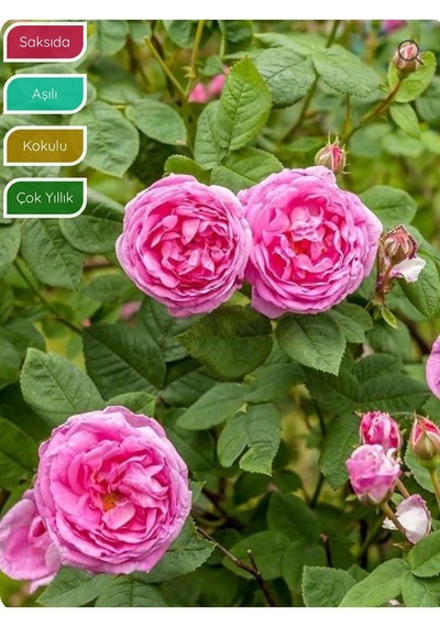 Isparta Gülü Fidanı, Aşılı Rosa Damascena, Saksıda, Katmerli, Yoğun Kokulu Diğer