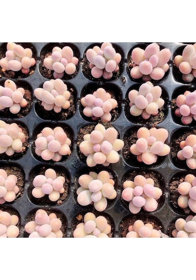 10 Adet New Pachyphytum Tangyuan Tohumu