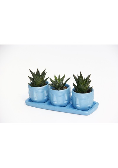Trio Mavi Adler Sukulent Seti - Haworthia Limifolia. Pumila