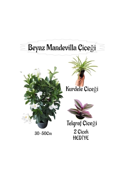 Beyaz Mandevilla Çiçeği 1 Adet Saksılı+kurdele Çiçeği-telgraf Çiçeği Hediyeli
