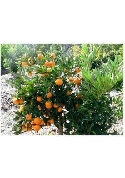 Mandalina Fidanı Tüplü